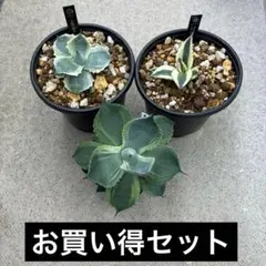 アガベ　お買い得セットのサムネイル