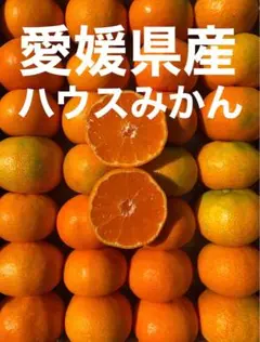 愛媛県産 家庭用 甘い ハウスみかん 宅急便コンパクト便 果物 柑橘のサムネイル