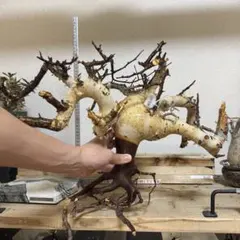 2026年最新】コミフォラ カタフの人気アイテム - メルカリ