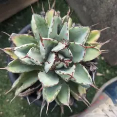 2026年最新】キュービック アガベの人気アイテム - メルカリ