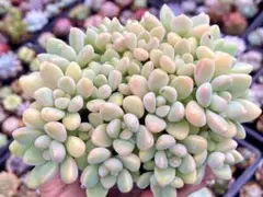 junkojam様 リクエスト 3点 まとめ商品