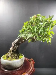 特選株❗️ガジュマル 琉球石抱き 盆栽 観葉植物 - メルカリ