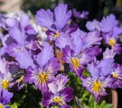 花の種】ギザギザビオラMIX　種20粒のサムネイル