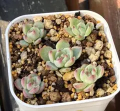 多肉植物　チワワエンシス　ミニ　抜き苗　写真全て　A