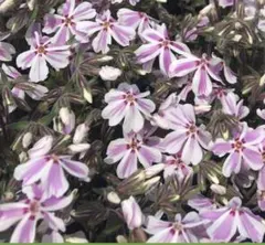 芝桜　《多摩の流れ》《オータムローズ》各5苗　ネコポス発送のサムネイル