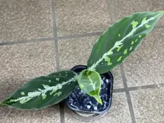 珍品 Aglaonema nitidum 'White Stem' アグラオネマ - メルカリ