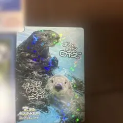 鳥羽水族館 コレクションカード メイ ロイズ レア - メルカリ
