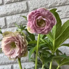 広瀬園芸】クリスマスローズ開花株 ソレイユ系ピンクグラデーション