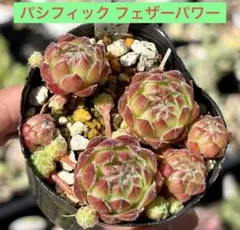 センペルビウム ウィンタービューティ 抜き苗 ポットの中全て - メルカリ
