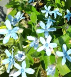 宿根草・耐寒性多年草】コレオプシス・スタークラスター❤︎小苗