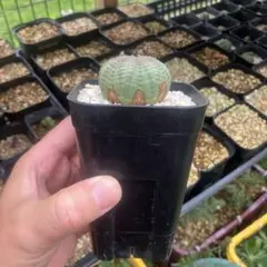 カ*ク様 ヒントニー 自根 自家繁殖苗 サボテン 多肉植物 - メルカリ