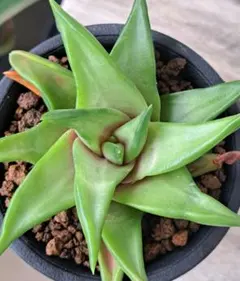 多肉植物 ハオルチア・スターキアナ