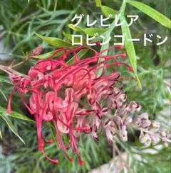 2026年最新】グレビレアの人気アイテム - メルカリ