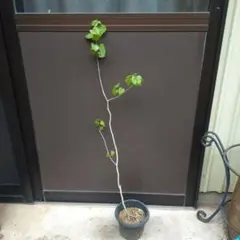 のこのこ様 リクエスト 2点 まとめ商品