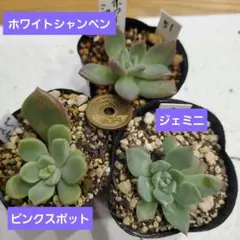 2025年最新】多肉植物 ピンクシャンペーンの人気アイテム - メルカリ
