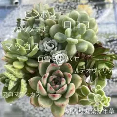 多肉植物 アエオニウム カット苗 4種 ピンクウィッチ、小人の祭り錦他