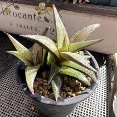 Jyugemu (Jyugemu)様 リクエスト 2点 まとめ商品