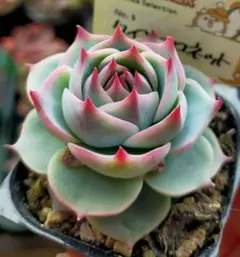 2026年最新】ファームパルクの人気アイテム - メルカリ