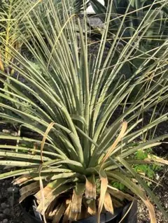 ドラセナ ドラコ 大株 幹立ち 樹形良好 Dragon Tree ドラゴンツリー