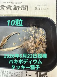 2026年 5/23 パキポディウムタッキー種子 b1 10粒 2026年最新】パキポディウム タッキーの人気アイテム - メルカリ
