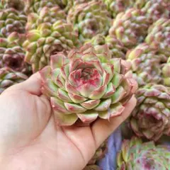 グリーンローズ 10頭 小 多肉植物 セダム カット苗 - メルカリ