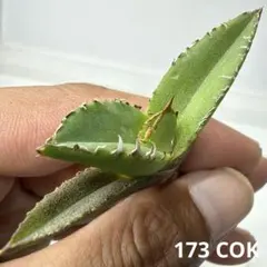 2026年最新】Cok アガベの人気アイテム - メルカリ