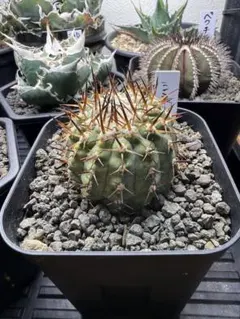 ノトカクタス 細粒玉 古株 5号菊鉢 獅子王丸 サボテン 木質化 - メルカリ