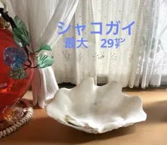 シャコガイ殻デザイン置物