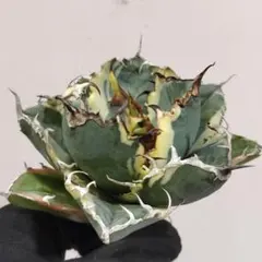 029 アガベ チタノタ 球型白鯨 包葉株 ホイルタイプ - メルカリ