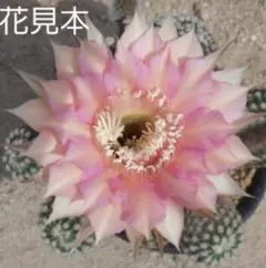 57-火星の光 新品種白檀 花サボテン 群開花 巨大カキコ 開花見込