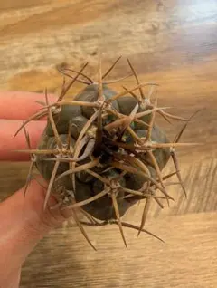 kunikichi様 リクエスト 3点 まとめ商品