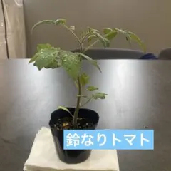 鈴なりトマト苗【C】