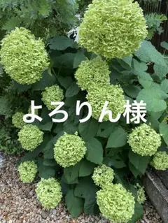 애나벨 요로린님 전용