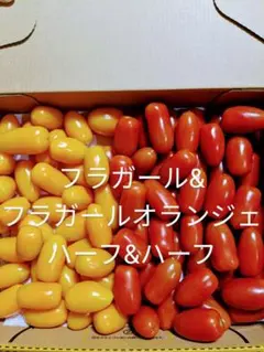 年末セール　ミニトマト　フラガールハーフ＆ハーフ　1キロ