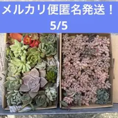 メルカリ便匿名発送！エケベリア＆セダム寄植え　多肉植物　多肉弁当
