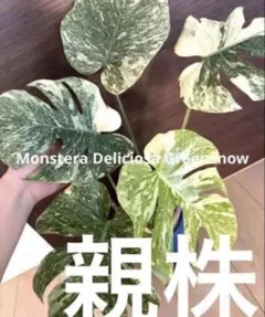 超希少！！！モンステラ・デリシオーサ “ポンポン 極上茎 発根済み