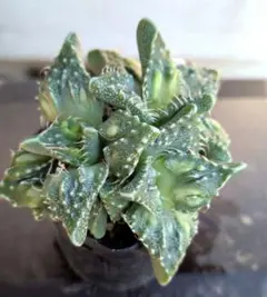 2026年最新】フォーカリア怒涛の人気アイテム - メルカリ