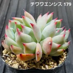 チワワエンシス 179 エケベリア 多肉植物 抜き苗