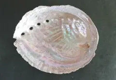【美品】千葉県房州産 天然あわびの貝殻　お香立　セージ皿