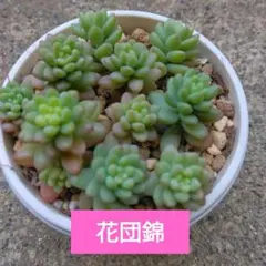リラ様　専用　速達発送　 多肉植物　花団錦　カット苗(気根出ているのも有ります)