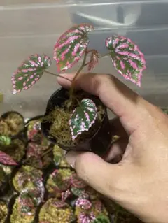 ねこ（プロフィールみてください）様 リクエスト 2点 まとめ商品