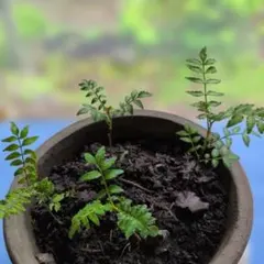山椒　幼苗　4本のサムネイル