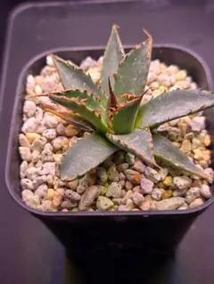 2025年最新】アガベ ホリダ ハイブリッドの人気アイテム - メルカリ