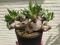 パキポディウム タッキー✖️ブレビカリックス 実生 まん丸 陶器鉢