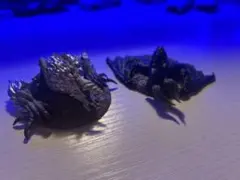 モンハン ガチャトイ ジンオウガ亜種 ディアブロス亜種