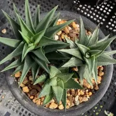 多肉植物　硬葉系ハオルチア3種　抜き苗！！　限定1set