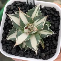 2025年最新】太陽神 アガベの人気アイテム - メルカリ