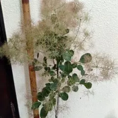 SFスモークツリー緑花接木全長100cm7号鉢物大苗グリーンファー SFスモークツリー緑花接木全長100cm7号鉢物大苗グリーンファー - メルカリ