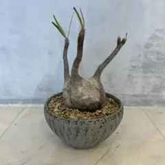 2026年最新】グラキリス 現地球の人気アイテム - メルカリ