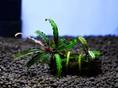 ブセファランドラ『カテリナエ』【完全水中葉＆無農薬栽培】溶岩石活着株